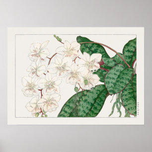 Moth Orchid Flowers, Phalaenopsis, Tanigami Konan Poster