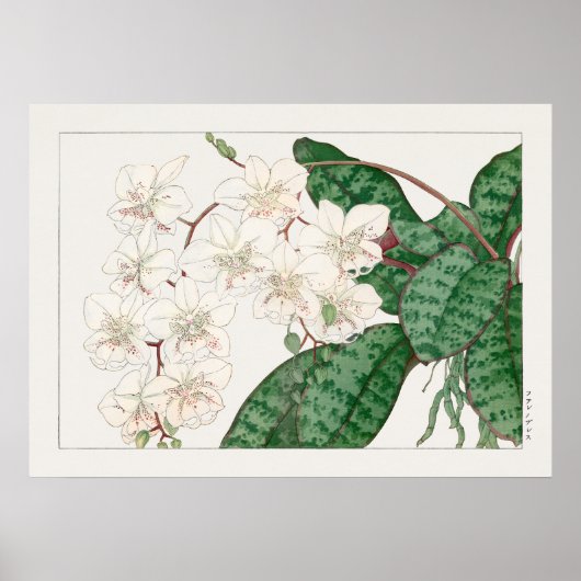 Moth Orchid Flowers, Phalaenopsis, Tanigami Konan Poster (Voorkant)