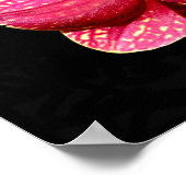 Moth Orchid Poster (Hoek)