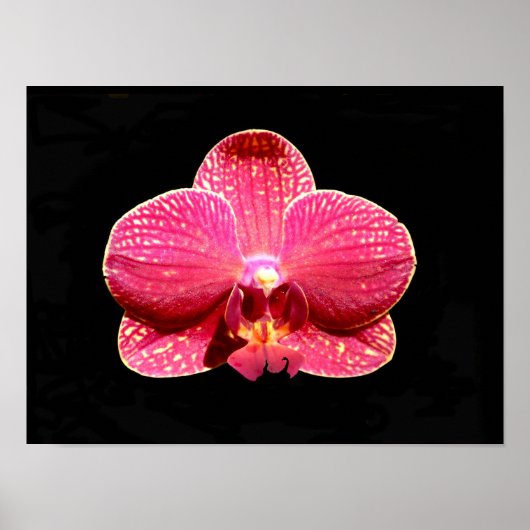 Moth Orchid Poster (Voorkant)