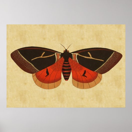  Moth Poster (Voorkant)
