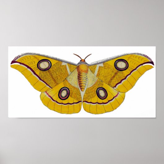 Moth Poster (Voorkant)