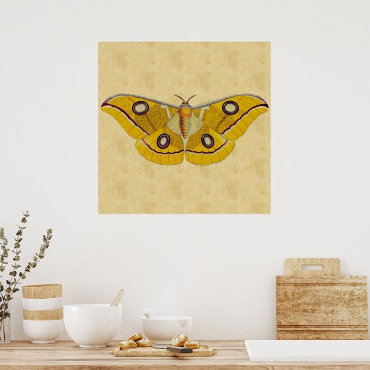  Moth Poster (Keuken)