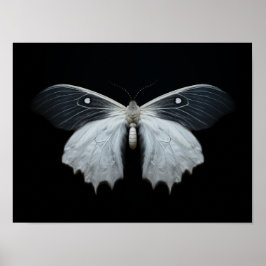 Moth Poster