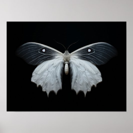 Moth Poster (Voorkant)