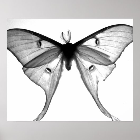 Moth Poster (Voorkant)