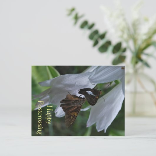 Moth Postkruising Briefkaart (Staand voorkant)