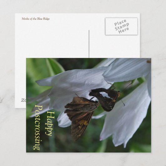 Moth Postkruising Briefkaart (Voorkant / Achterkant)