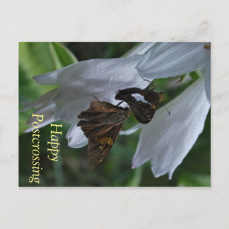 Moth Postkruising Briefkaart