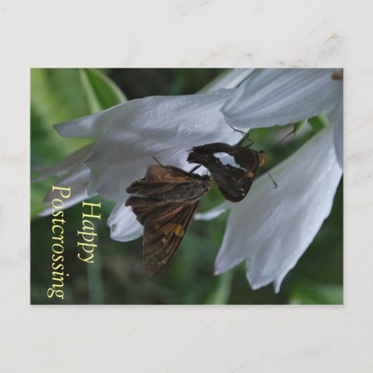 Moth Postkruising Briefkaart (Voorkant)