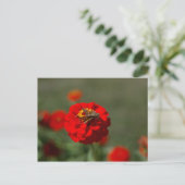 Moth & Red Zinnia postcard Briefkaart (Staand voorkant)