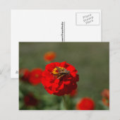 Moth & Red Zinnia postcard Briefkaart (Voorkant / Achterkant)