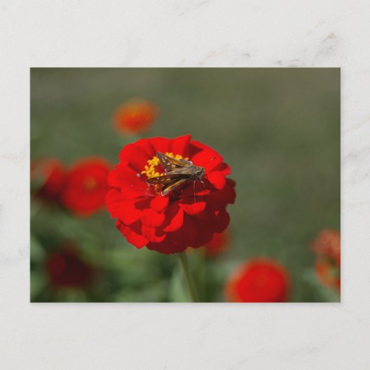 Moth & Red Zinnia postcard Briefkaart (Voorkant)