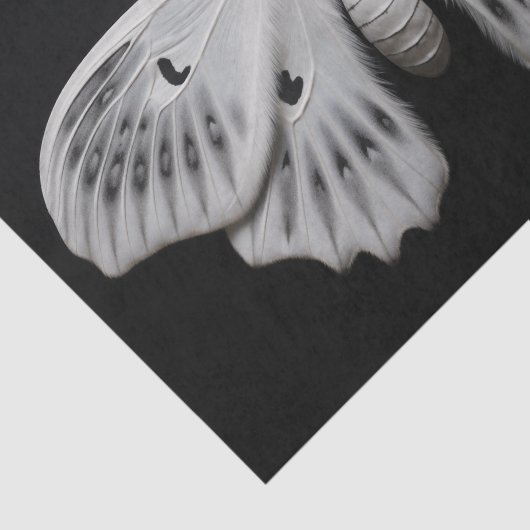 Moth Tissuepapier (Detail)