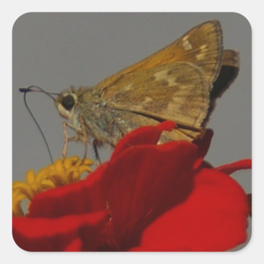 Moth Vierkante Sticker (Voorkant)