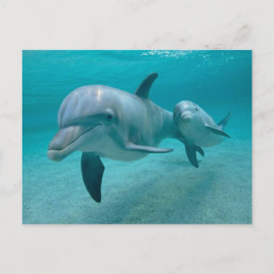 MOTHER AND BABY CALF DOLPHIN BRIEFKAART