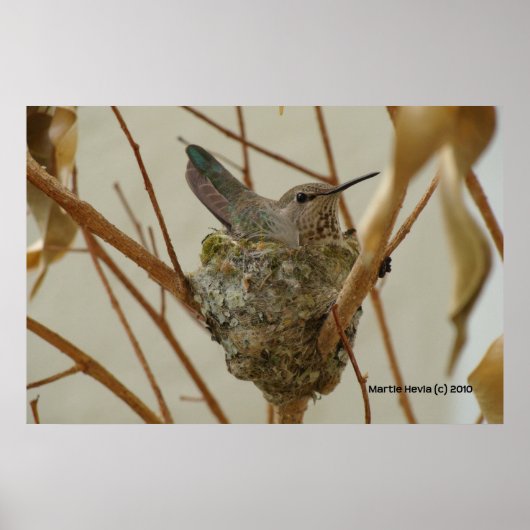 Mother Hummingbird - Afdrukken/Poster Poster (Voorkant)