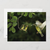 Mother Hummingbird Briefkaart (Voorkant / Achterkant)