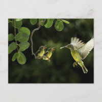 Mother Hummingbird