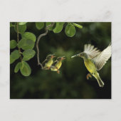 Mother Hummingbird Briefkaart (Voorkant)