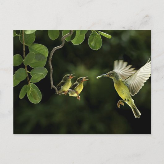 Mother Hummingbird Briefkaart (Voorkant)