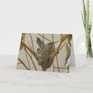 Mother Hummingbird Kaart