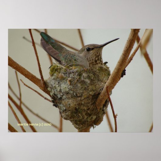 Mother Hummingbird Poster (Voorkant)