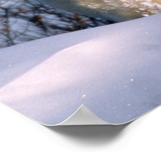 Mother Polar Bear Sitting with Twins, Poster (Hoek)