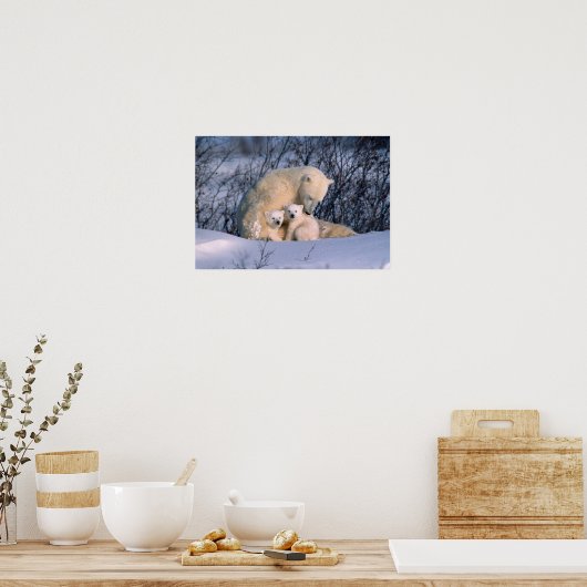 Mother Polar Bear Sitting with Twins, Poster (Keuken)