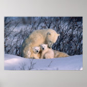Mother Polar Bear Sitting with Twins, Poster (Voorkant)