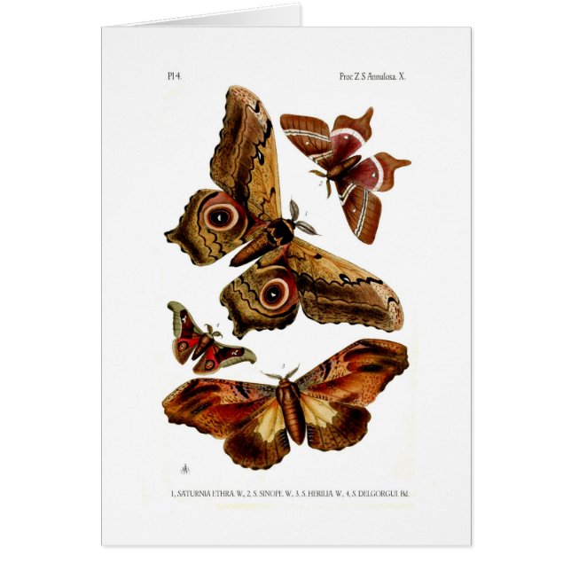 Moths (Voorkant)