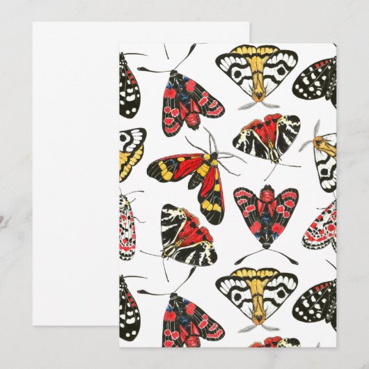 Moths (Voorkant / Achterkant)