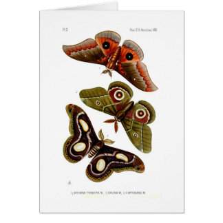 Moths