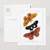 Moths Briefkaart (Voorkant / Achterkant)