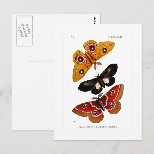 Moths Briefkaart (Voorkant / Achterkant)