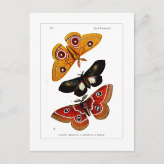 Moths Briefkaart
