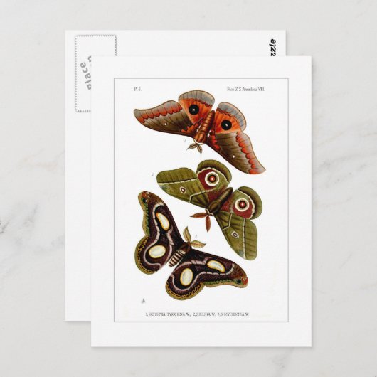 Moths Briefkaart (Voorkant / Achterkant)