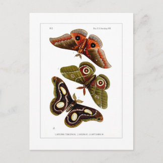 Moths Briefkaart