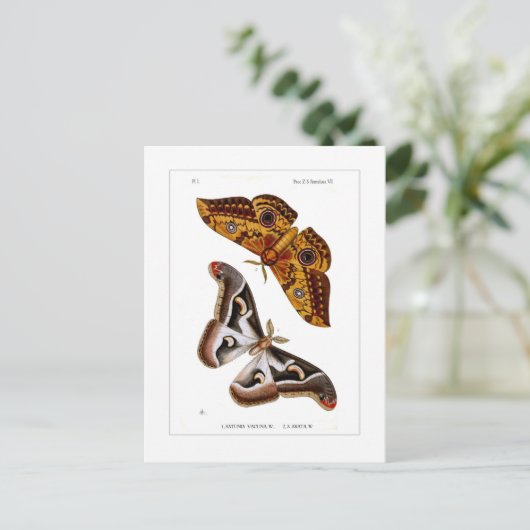 Moths Briefkaart (Staand voorkant)