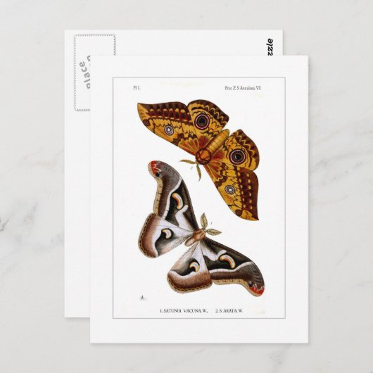Moths Briefkaart (Voorkant / Achterkant)