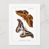 Moths Briefkaart (Voorkant)