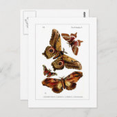 Moths Briefkaart (Voorkant / Achterkant)