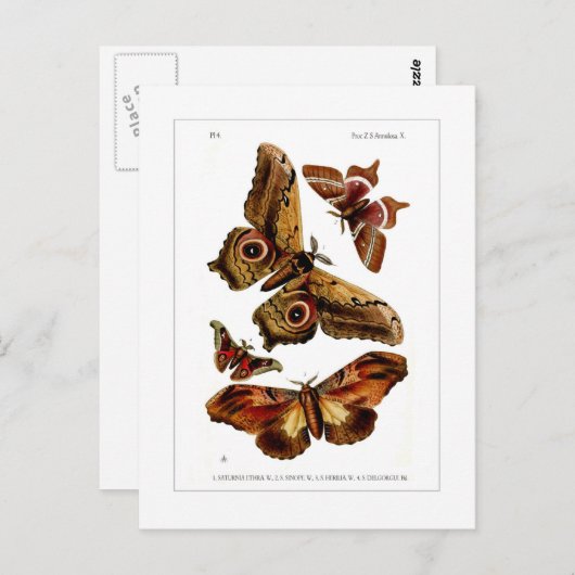 Moths Briefkaart (Voorkant / Achterkant)