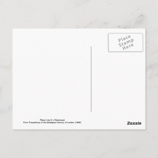 Moths Briefkaart (Achterkant)