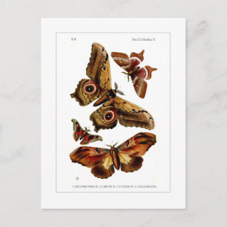 Moths Briefkaart