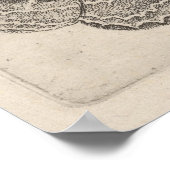 Moths Butterflies Lepidoptera Print (63) (Hoek)