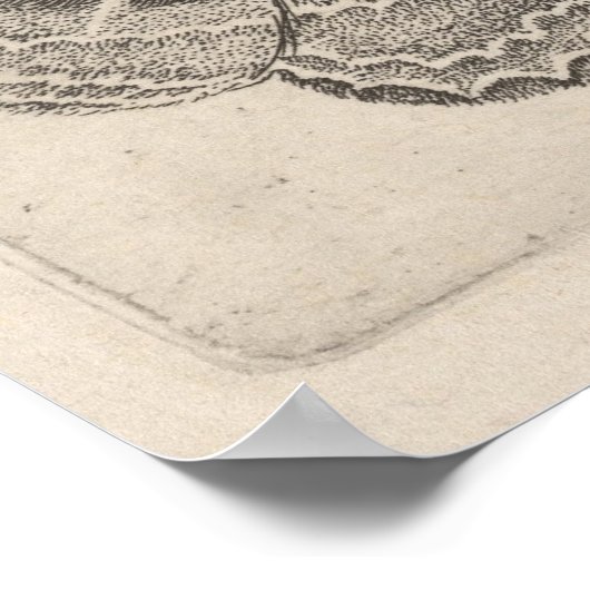  Moths Butterflies Lepidoptera Print (63) (Hoek)