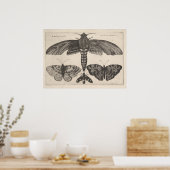 Moths Butterflies Lepidoptera Print (63) (Keuken)