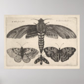  Moths Butterflies Lepidoptera Print (63) (Voorkant)