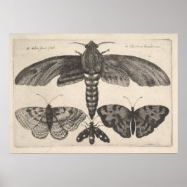 Moths Butterflies Lepidoptera Print (63)